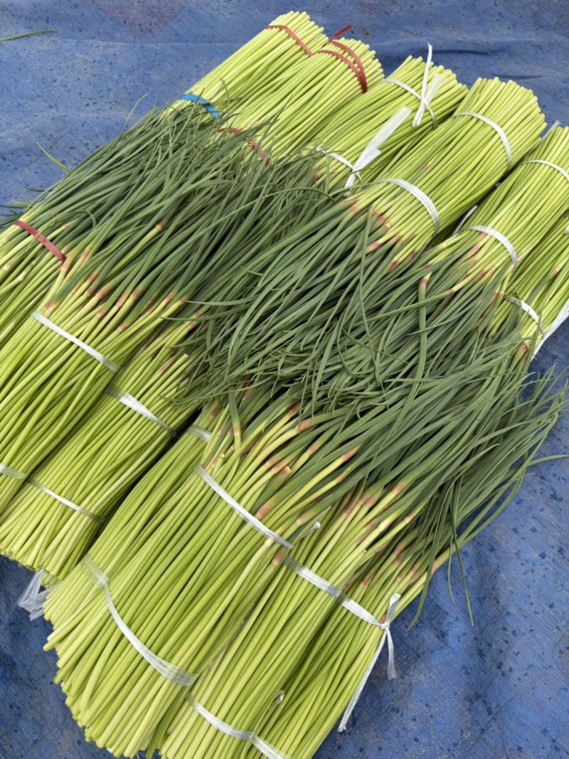 周口市，淮阳县红帽蒜苔大量上市，货源充足，有需要联系