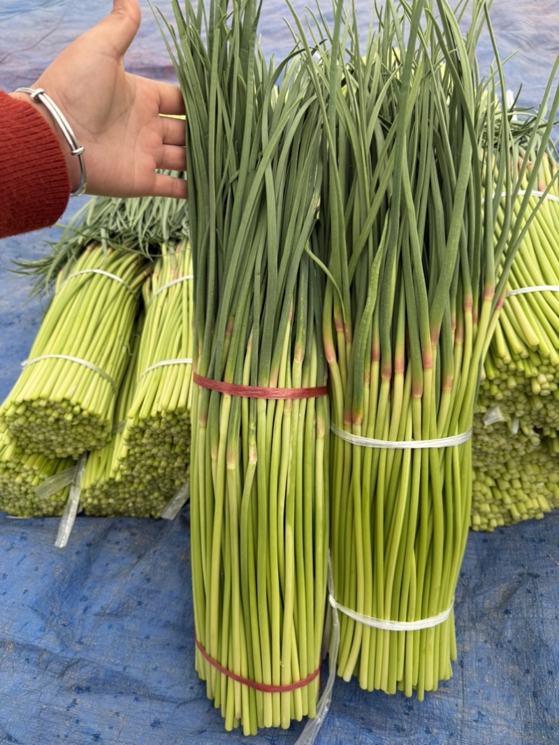 周口市，淮阳县红帽蒜苔大量上市，货源充足，有需要联系