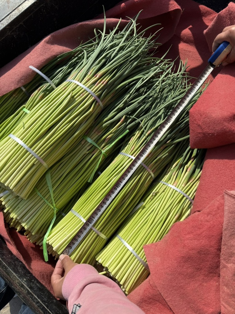 周口市，淮阳县红帽蒜苔大量上市，货源充足，有需要联系