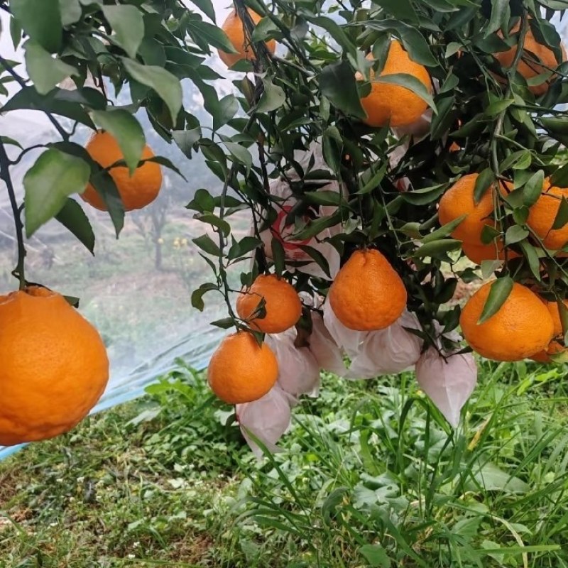 春见耙耙柑