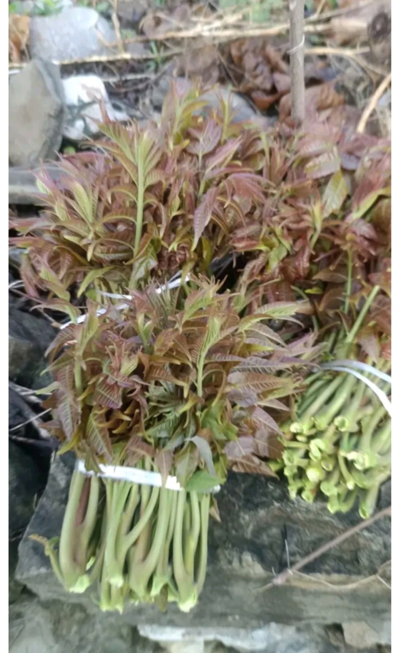 大山新鲜没水洗头茬香椿芽