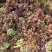 大山新鲜没水洗头茬香椿芽