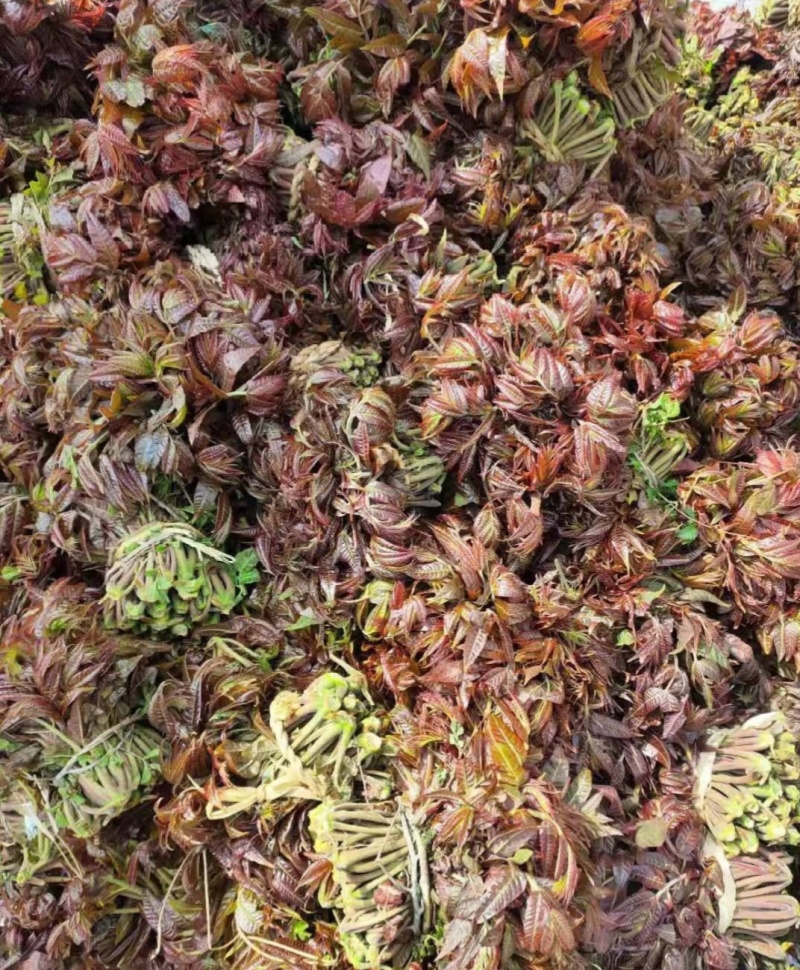 大山新鲜没水洗头茬香椿芽