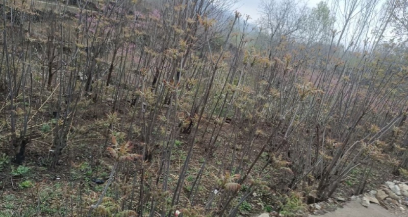 大山新鲜没水洗头茬香椿芽