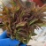 大山新鲜没水洗头茬香椿芽
