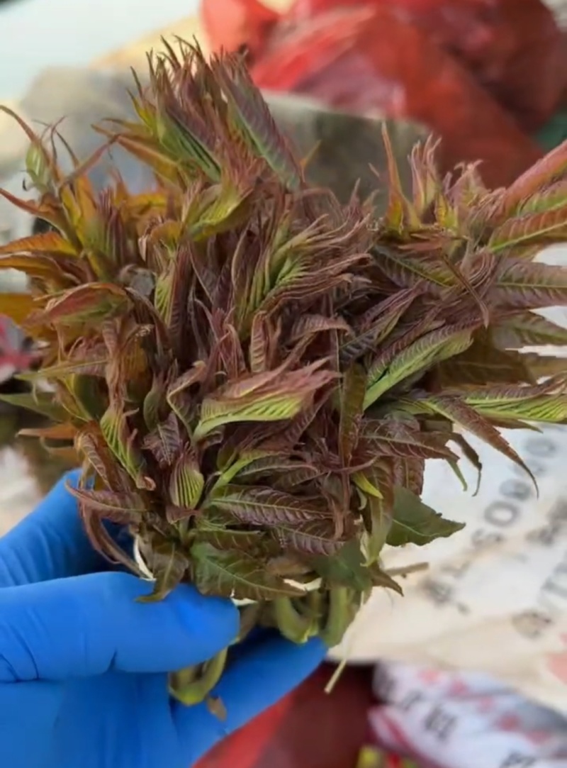 大山新鲜没水洗头茬香椿芽
