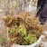大山新鲜没水洗头茬香椿芽