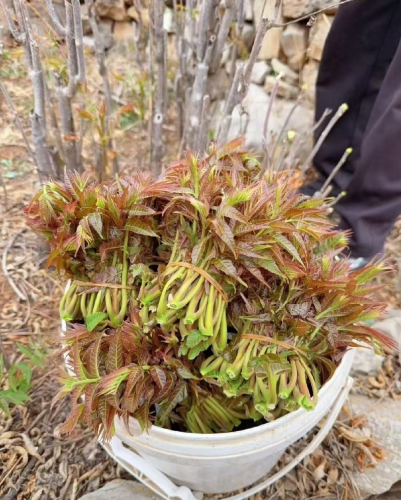 大山新鲜没水洗头茬香椿芽
