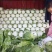 春白菜，黄心白莱，菜品干净，产地大量发货，实力代办