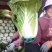 春白菜，黄心白莱，菜品干净，产地大量发货，实力代办