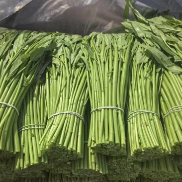 江苏淮安空心菜大量接单产地直发量大从优欢迎来电
