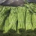 江苏淮安空心菜大量接单产地直发量大从优欢迎来电