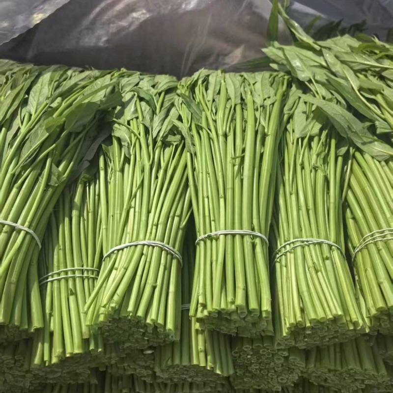 江苏淮安空心菜大量接单产地直发量大从优欢迎来电