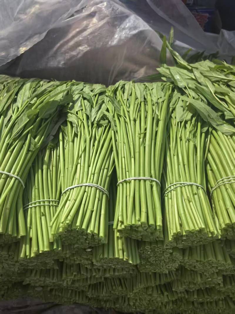 江苏淮安空心菜大量接单产地直发量大从优欢迎来电