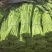江苏淮安空心菜大量接单产地直发量大从优欢迎来电