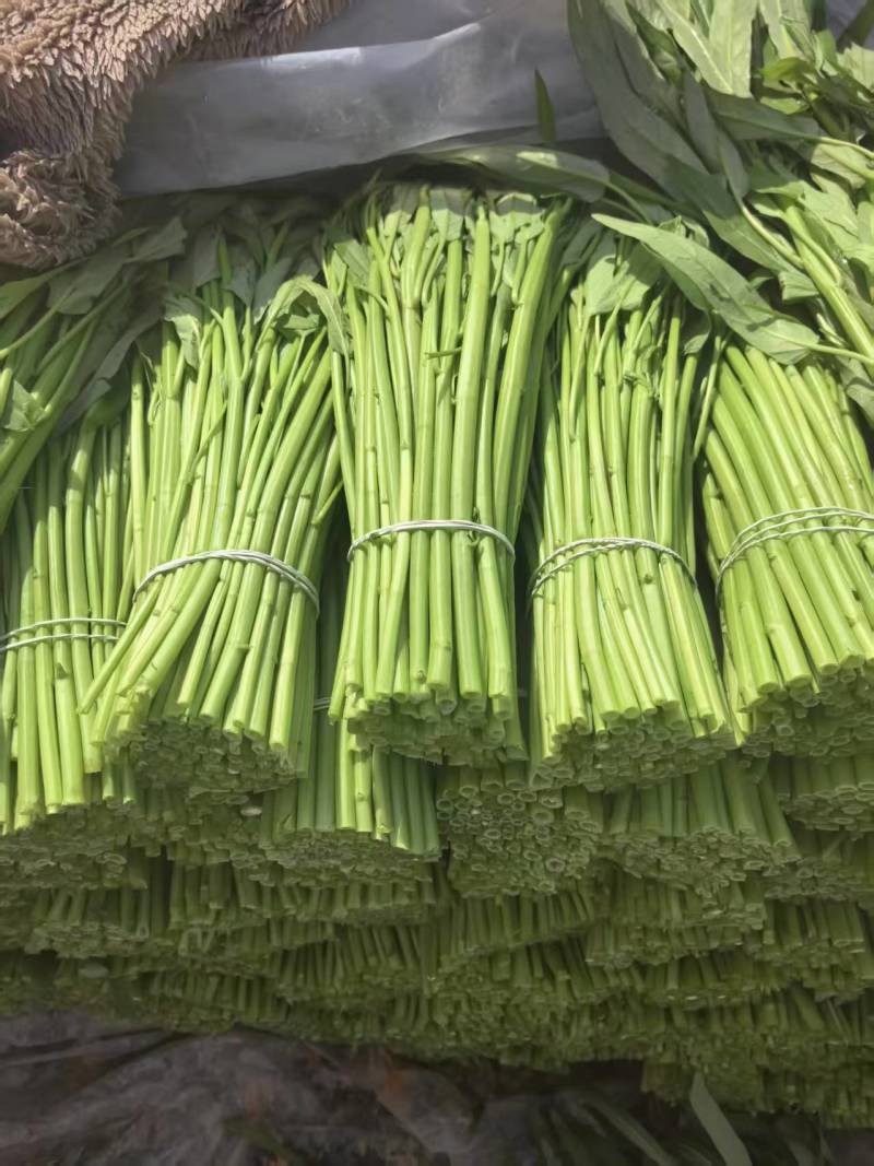 江苏淮安空心菜大量接单产地直发量大从优欢迎来电