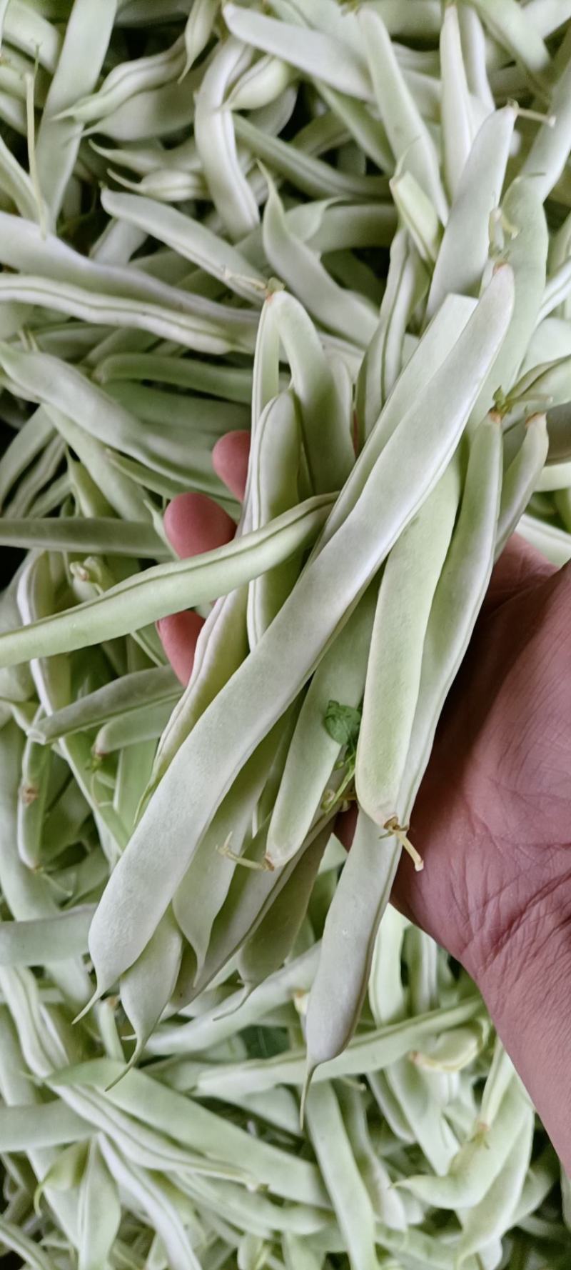 白不老，九粒白大量上市