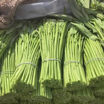 【推荐】空心菜大量上市产地直发量大从优欢迎来电