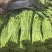 【推荐】空心菜大量上市产地直发量大从优欢迎来电
