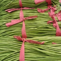冷棚豆角上市中