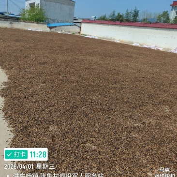 优质蟋蟀虫干