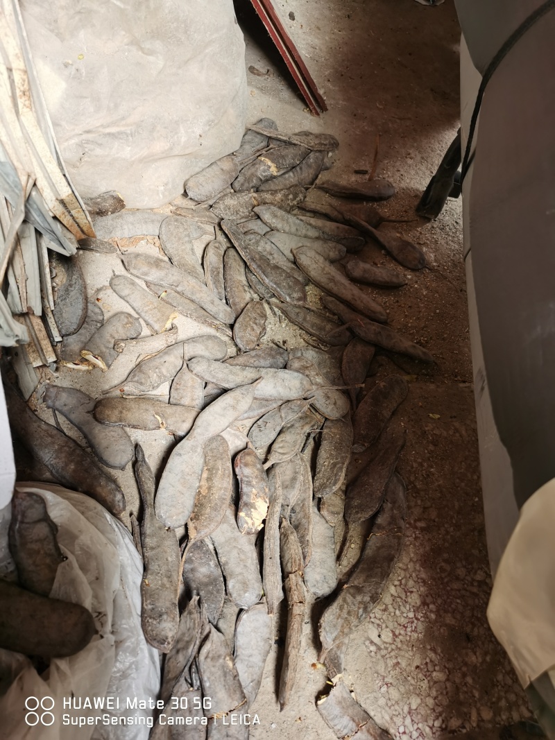直径21厘米的皂角树
