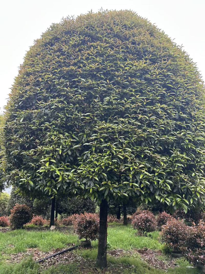 高杆金桂D16、17、18、20cm，有量欢迎订购。