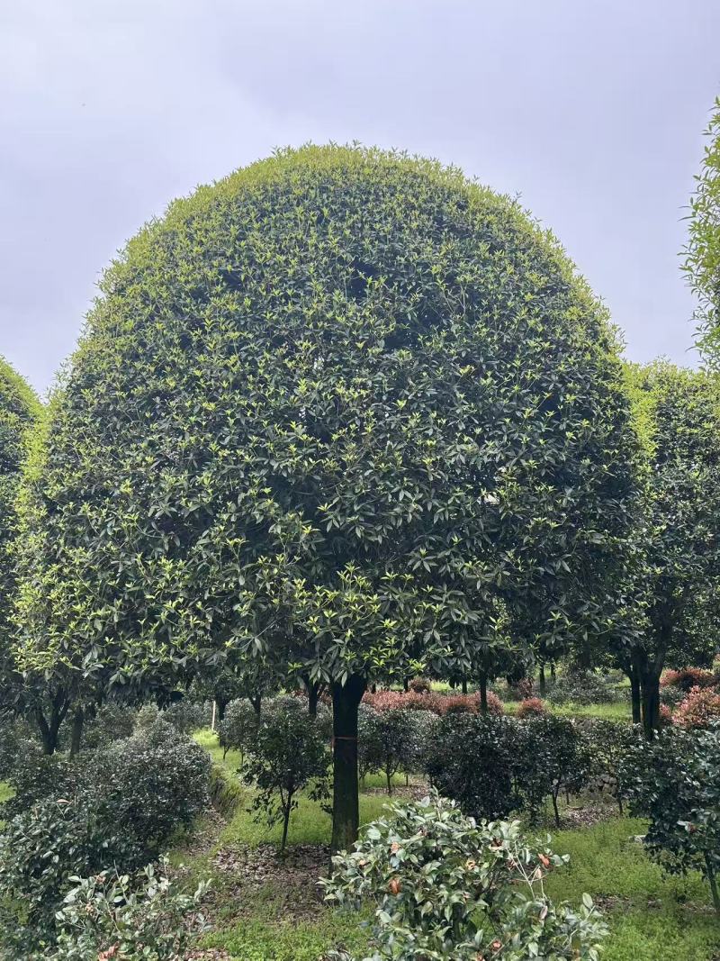 高杆金桂D16、17、18、20cm，有量欢迎订购。