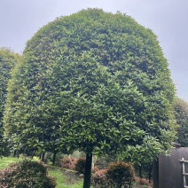 高杆金桂D16、17、18、20cm，有量欢迎订购。