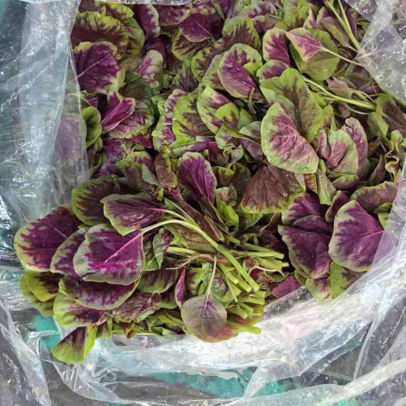 【推荐】红苋菜大量现货品质保证价格美丽欢迎来电