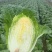 黄心大白菜