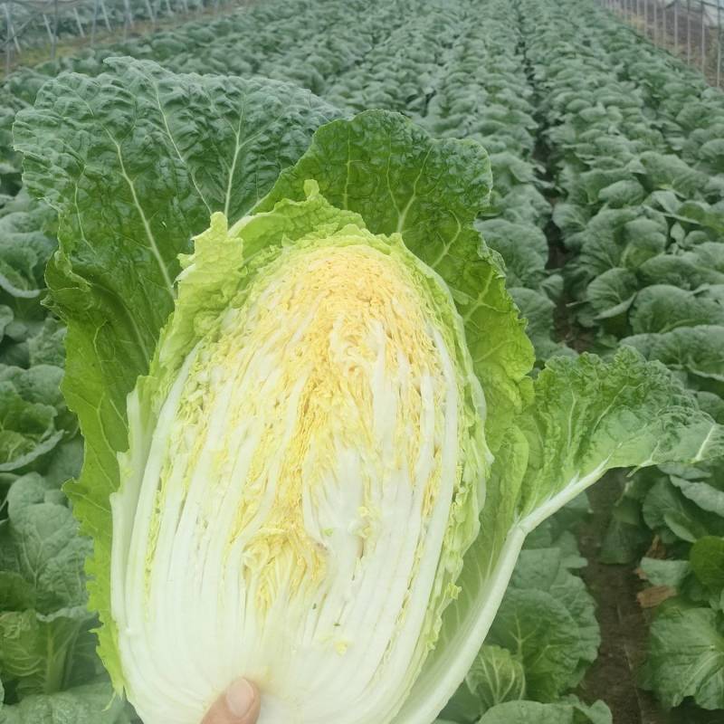 黄心大白菜