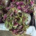 【推荐】红苋菜大量现货品质保证价格美丽欢迎来电