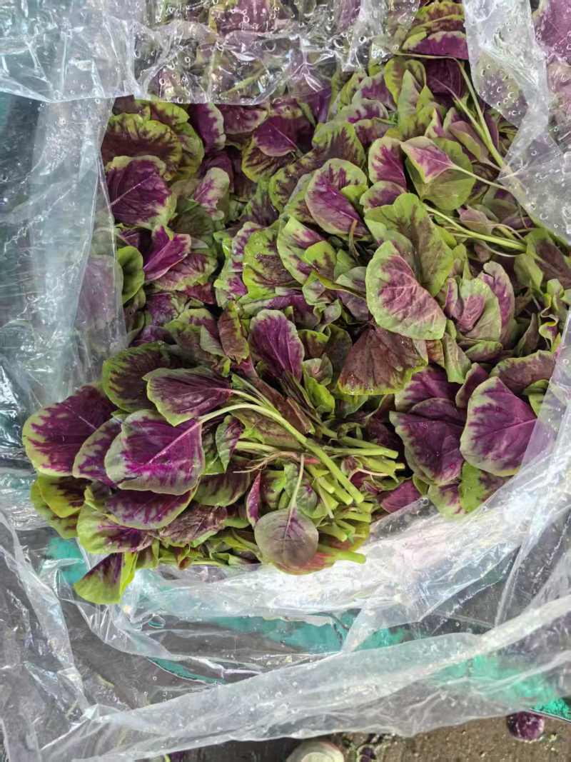 【推荐】红苋菜大量现货品质保证价格美丽欢迎来电