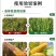 奥丰液体氮肥叶面肥提苗壮苗速效高氮肥叶片绿大量元素水溶肥