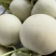 网红玉菇冰激凌甜瓜产地直发现摘现发对接全国