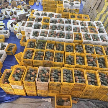 徐闻金钻凤梨一件代发源头产地直发，欢迎电商老板砸单