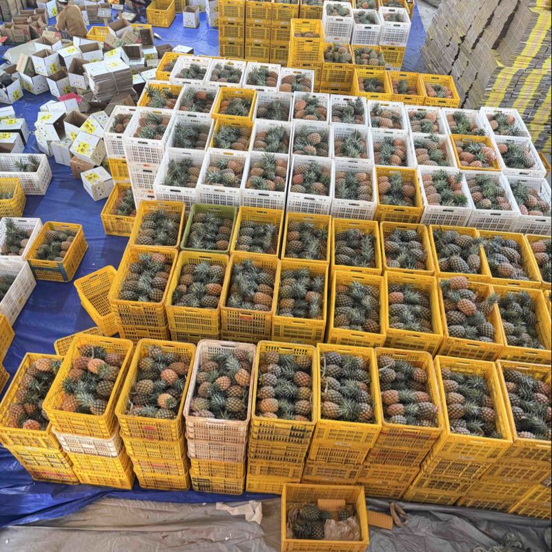 徐闻金钻凤梨一件代发源头产地直发，欢迎电商老板砸单