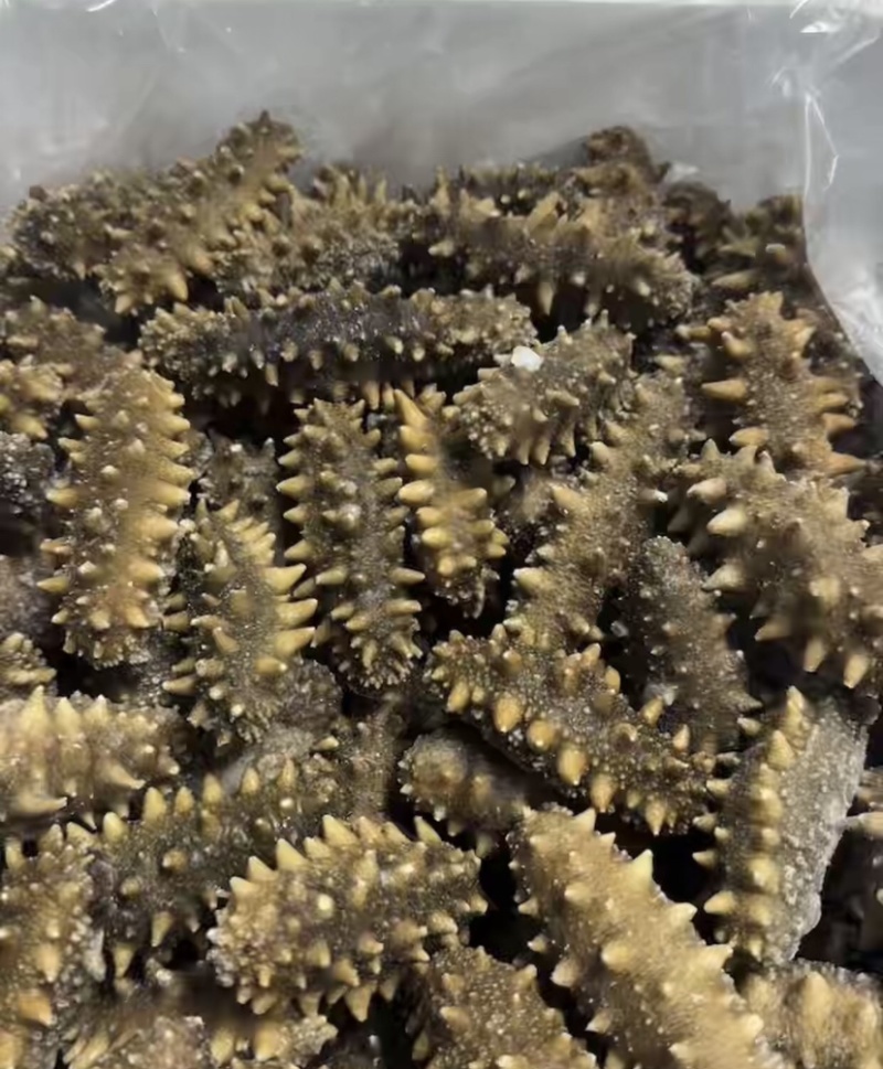 即食海参餐饮货源酒店源头工厂支持贴牌生产定制加工一件代发