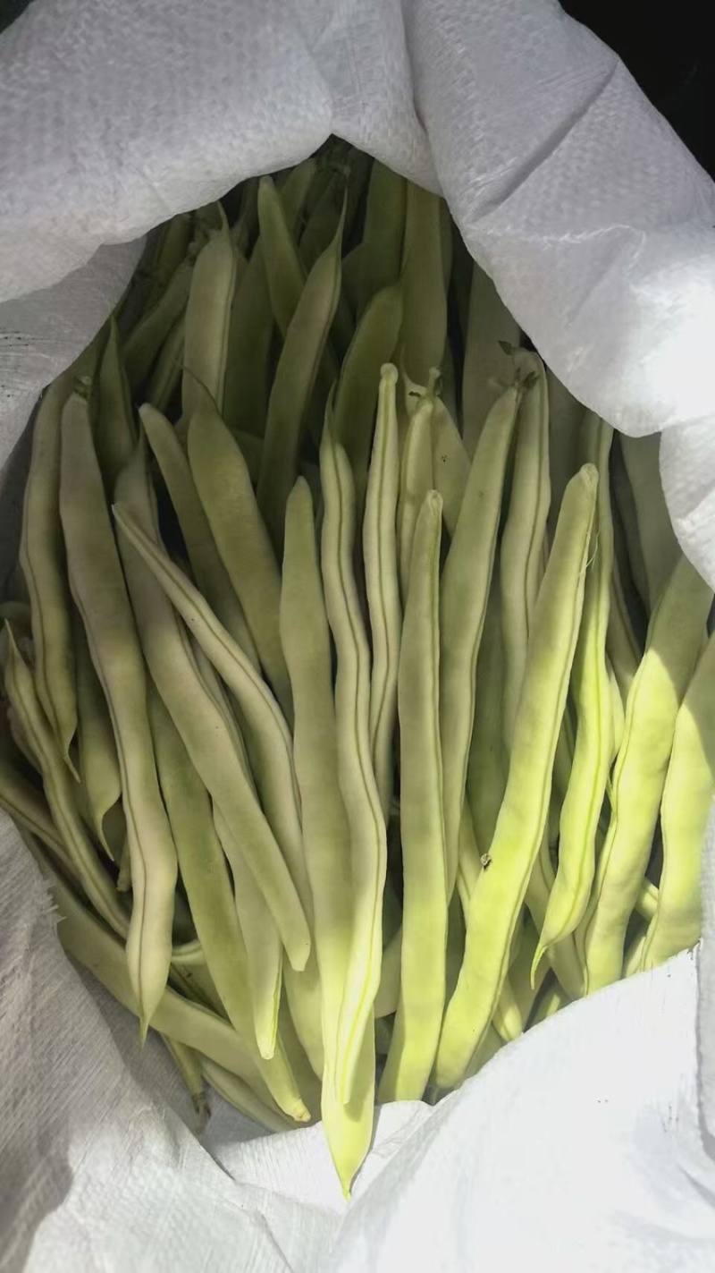精品四季豆，白不老油豆