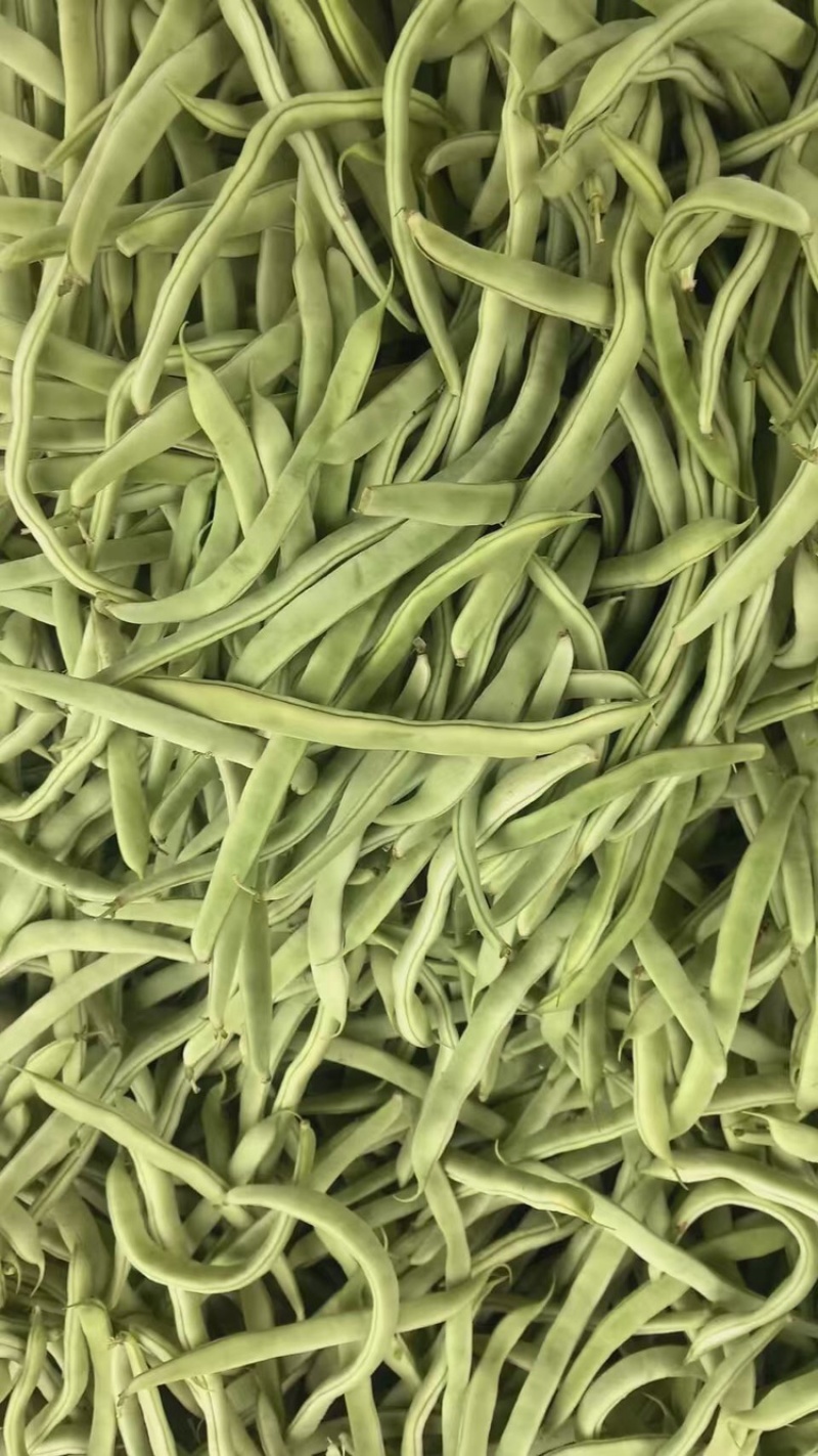 精品四季豆，白不老油豆