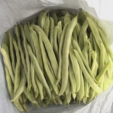 精品四季豆，白不老油豆