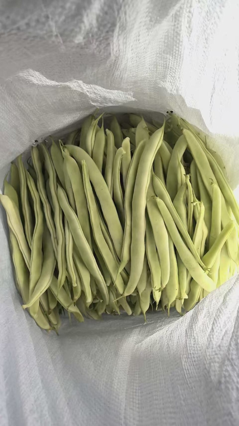 精品四季豆，白不老油豆