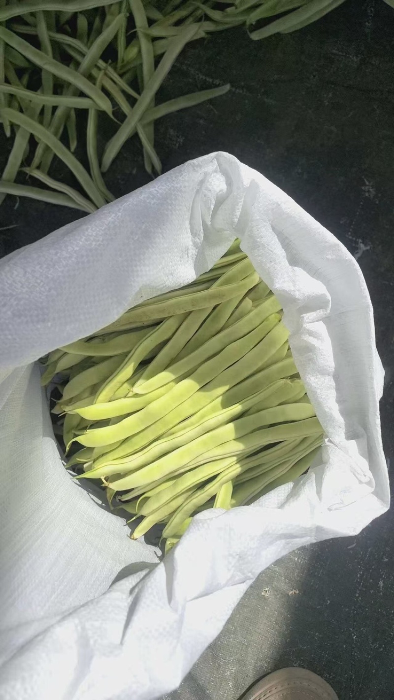 精品四季豆，白不老油豆