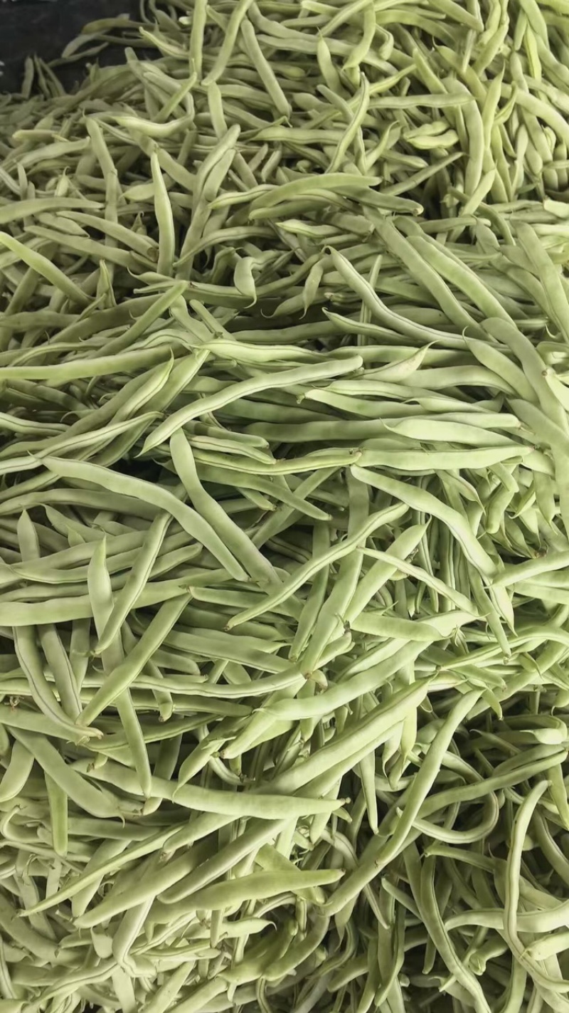 精品四季豆，白不老油豆