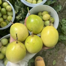 钦蜜9号百香果毛毛果源头发货
