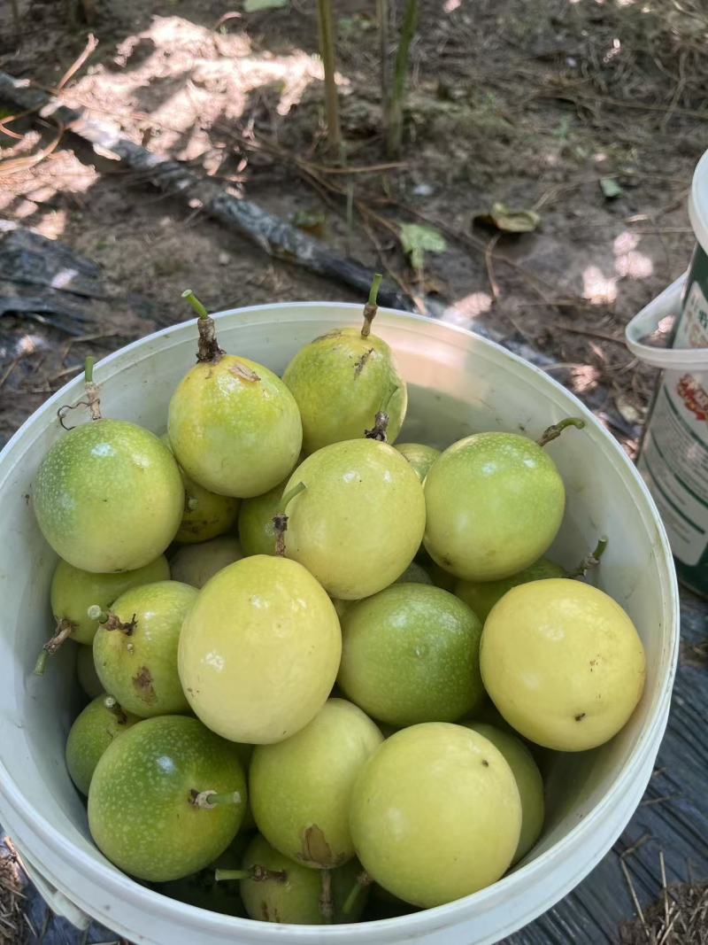 钦蜜9号百香果毛毛果源头发货