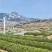 日照绿茶北纬度35°主打土特产山东精选无公害口感醇厚