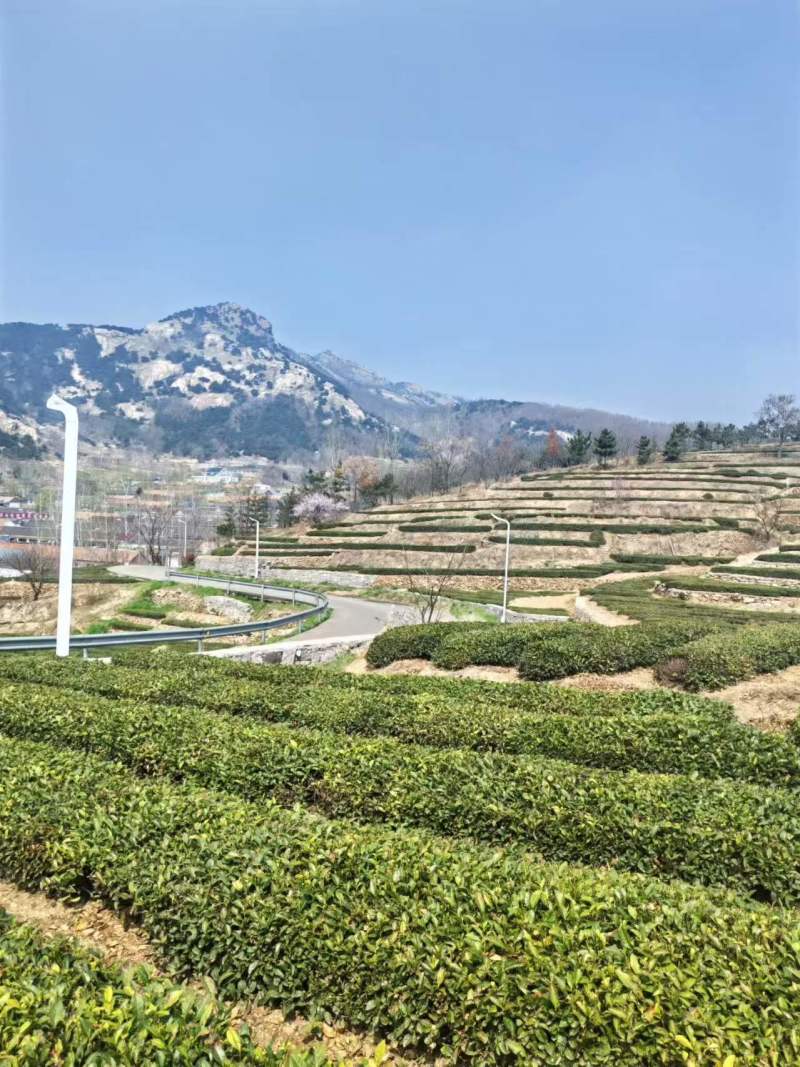 日照绿茶北纬度35°主打土特产山东精选无公害口感醇厚