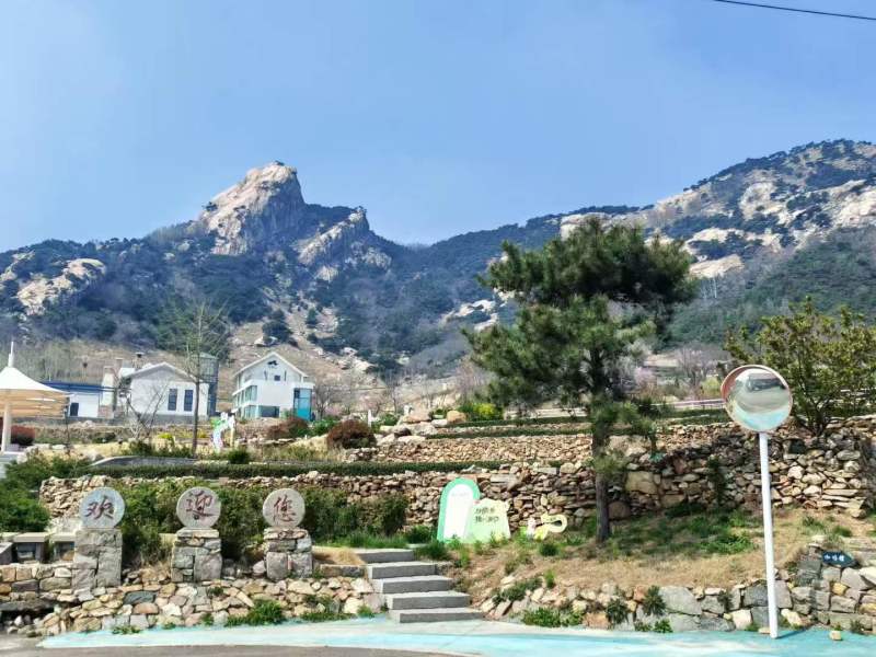 日照绿茶北纬度35°主打土特产山东精选无公害口感醇厚